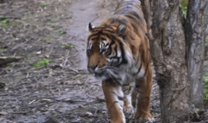 karhutla-riau Karhutla di Riau Hanguskan Habitat Harimau Sumatera di Suaka Margasatwa Kerumutan