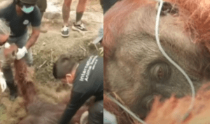 Miris! Orangutan Pingsan Akibat Gangguan Pernapasan Terpapar Asap Karhutla