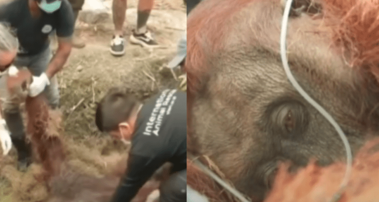 Miris! Orangutan Pingsan Akibat Gangguan Pernapasan Terpapar Asap Karhutla