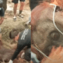 Miris! Orangutan Pingsan Akibat Gangguan Pernapasan Terpapar Asap Karhutla