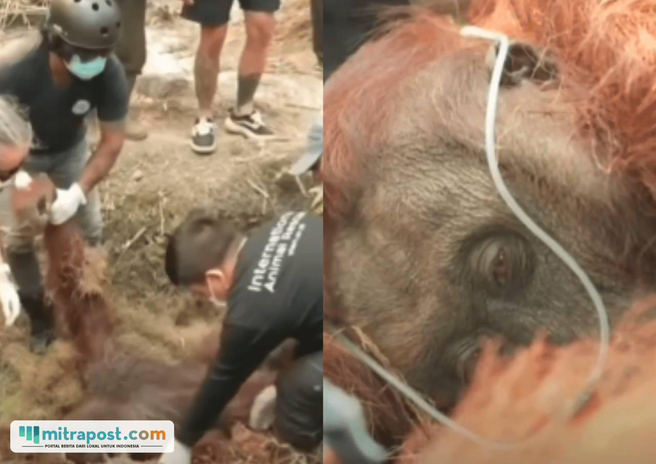 Miris! Orangutan Pingsan Akibat Gangguan Pernapasan Terpapar Asap Karhutla