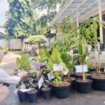 Foto : Berbagai bibit tanaman di sebelah kiri Pendopo Kabupaten Pati. (Sumber. Mitrapost.com/ Ilham) Foto : Berbagai bibit tanaman di sebelah kiri Pendopo Kabupaten Pati. (Sumber. Mitrapost.com/ Ilham) Karangan Bunga