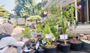 Foto : Berbagai bibit tanaman di sebelah kiri Pendopo Kabupaten Pati. (Sumber. Mitrapost.com/ Ilham)