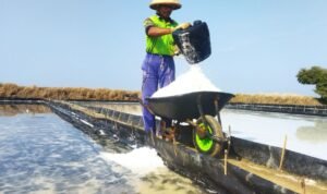 Foto : lahan garam di Kabupaten Pati, belum lama ini. (Sumber. Mitrapost.com/ Ilham)