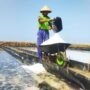 Foto : lahan garam di Kabupaten Pati, belum lama ini. (Sumber. Mitrapost.com/ Ilham) Petambak