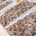 Selamatkan Potensi Kerugian Negara Rp405,8 M, KKP Amankan 1.048 Ton Udang Impor Ilegal