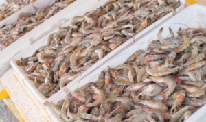 Ilustrasi Selamatkan Potensi Kerugian Negara Rp405,8 M, KKP Amankan 1.048 Ton Udang Impor Ilegal