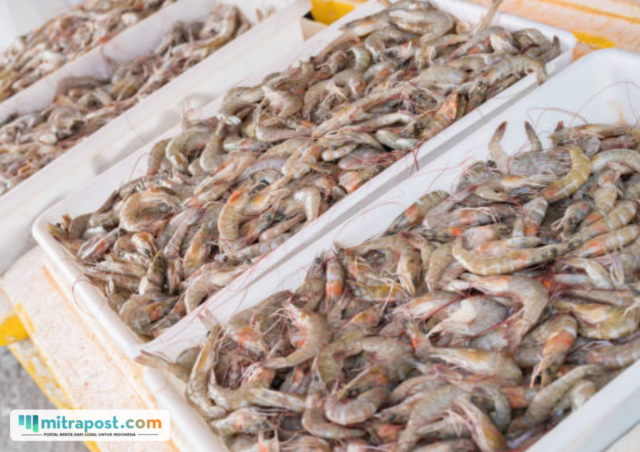 Selamatkan Potensi Kerugian Negara Rp405,8 M, KKP Amankan 1.048 Ton Udang Impor Ilegal