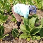 Foto : Panen tembakau di Kecamatan Gabus, belum lama ini. (Sumber. Mitrapost.com/ Ilham)