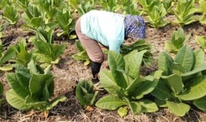 Foto : Panen tembakau di Kecamatan Gabus, belum lama ini. (Sumber. Mitrapost.com/ Ilham)