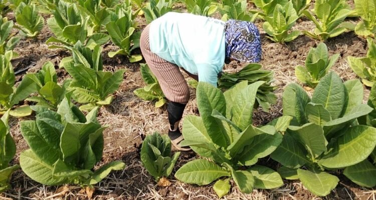 panen-tembakau Foto : Panen tembakau di Kecamatan Gabus, belum lama ini. (Sumber. Mitrapost.com/ Ilham)