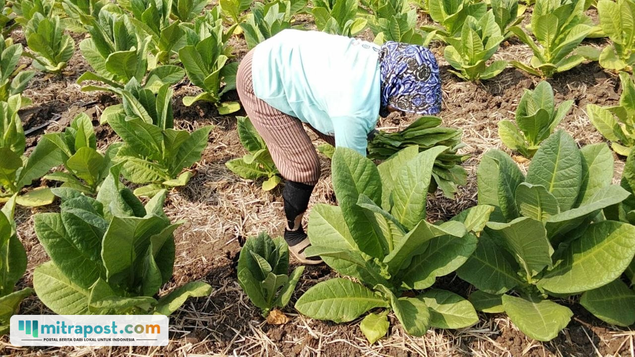 Foto : Panen tembakau di Kecamatan Gabus, belum lama ini. (Sumber. Mitrapost.com/ Ilham)