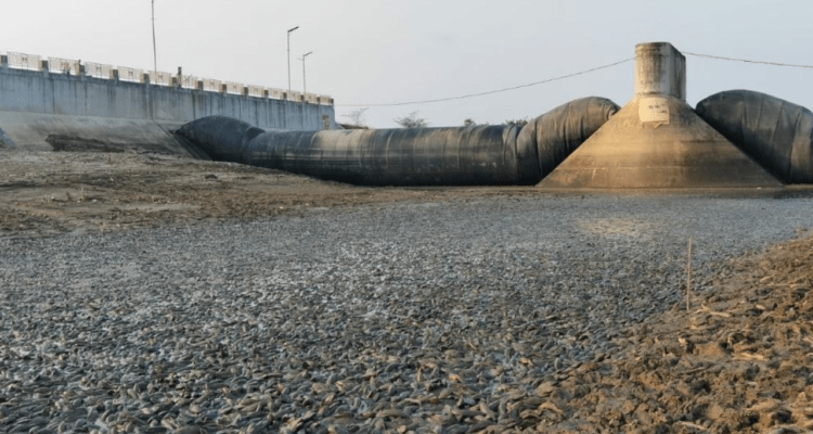 Foto : Kondisi bendung karet Desa Bungasrejo Kecamatan Jakenan, terlihat ribuan ikan sapu-sapu terdampar, Senin (02/09/2026) kemarin. (Sumber. Mitrapost.com/ Ilham)