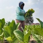 Foto : Tembakau di lahan milik Suwono, Desa Tanjunganom, Kecamatan Gabus Pati, dilakukan permanen baru pertama kali. (Sumber. Mitrapost.com/ Ilham)