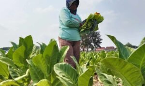 Foto : Tembakau di lahan milik Suwono, Desa Tanjunganom, Kecamatan Gabus Pati, dilakukan permanen baru pertama kali. (Sumber. Mitrapost.com/ Ilham) Foto : Tembakau di lahan milik Suwono, Desa Tanjunganom, Kecamatan Gabus Pati, dilakukan permanen baru pertama kali. (Sumber. Mitrapost.com/ Ilham)