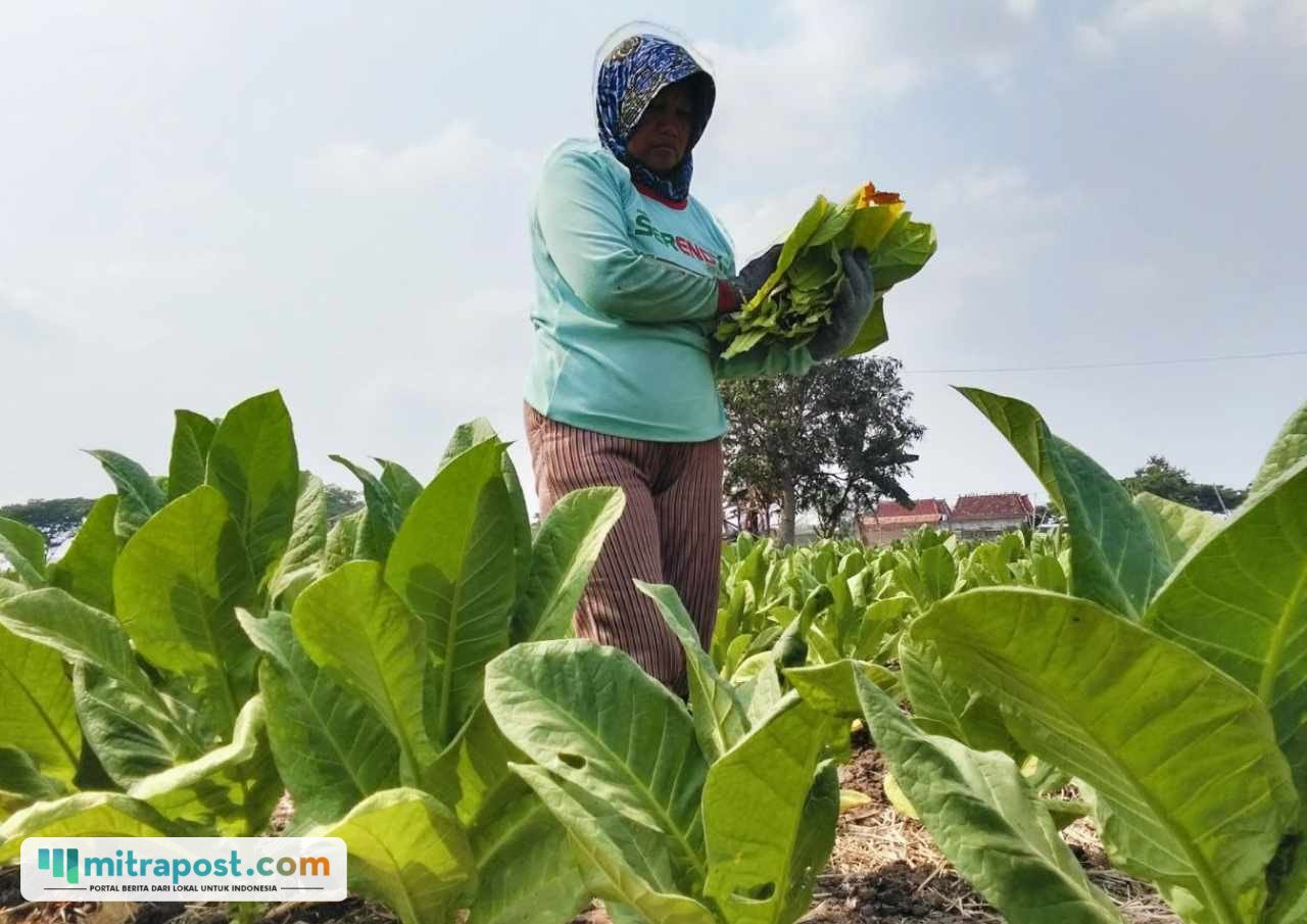 Foto : Tembakau di lahan milik Suwono, Desa Tanjunganom, Kecamatan Gabus Pati, dilakukan permanen baru pertama kali. (Sumber. Mitrapost.com/ Ilham)