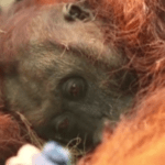 Orang Utan Kalimantan Sampurna Dikonfirmasi Mati Usai Dirawat akibat Gangguan Pernapasan