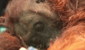 Orang Utan Kalimantan Sampurna Dikonfirmasi Mati Usai Dirawat akibat Gangguan Pernapasan