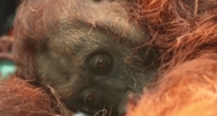 Orang Utan Kalimantan Sampurna Dikonfirmasi Mati Usai Dirawat akibat Gangguan Pernapasan