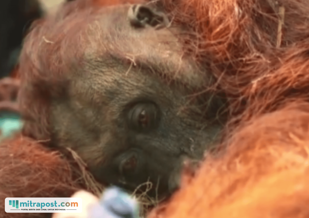 Orang Utan Kalimantan Sampurna Dikonfirmasi Mati Usai Dirawat akibat Gangguan Pernapasan
