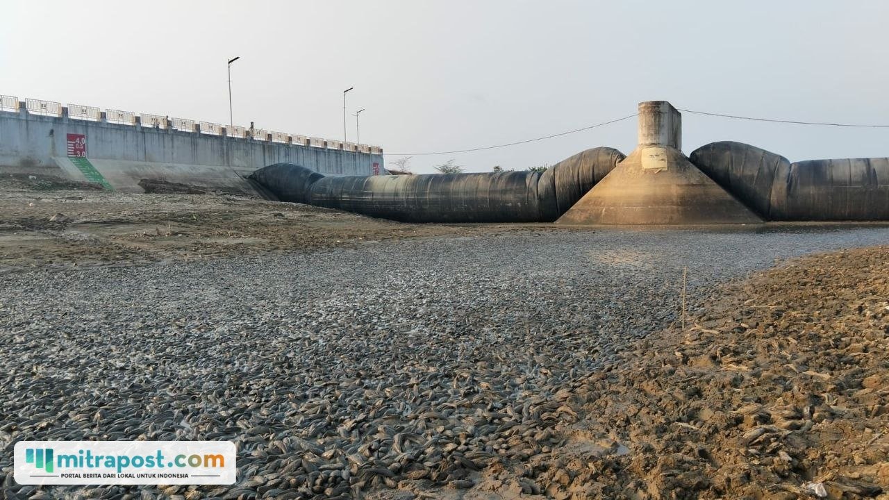 Foto : Ikan sapu-sapu di Bendung Karet sungai Juana, Senin (02/09/2026). (Sumber. Mitrapost.com/ Ilham)