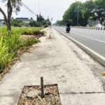 Foto : Kondisi pohon yang dilakukan pemotongan oleh penyedia jasa rehabilitasi Jalan Panglima Sudirman tepat depan Plaza Pragolo Pati. (Sumber. Mitrapost.com/ Ilham)