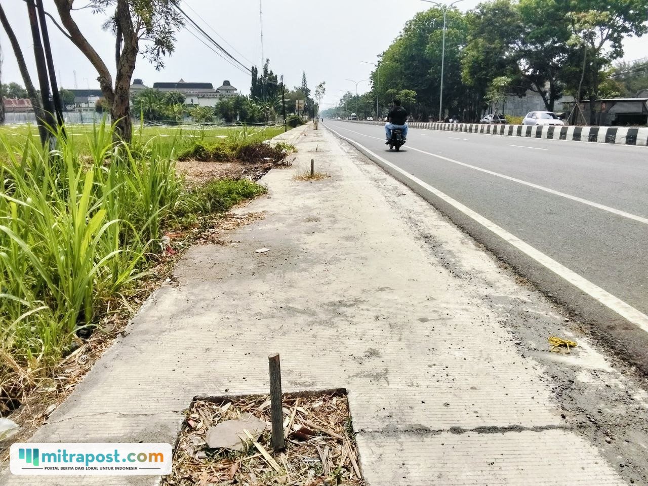 Foto : Kondisi pohon yang dilakukan pemotongan oleh penyedia jasa rehabilitasi Jalan Panglima Sudirman tepat depan Plaza Pragolo Pati. (Sumber. Mitrapost.com/ Ilham)