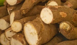 Harga Singkong di Petani Jadi Rp3 Ribu per Kg Setelah Tutup Impor, RI Berpeluang Ekspor Harga Singkong di Petani Jadi Rp3 Ribu per Kg Setelah Tutup Impor, RI Berpeluang Ekspor