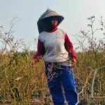 Foto : Rukayah menunjukkan lahan tanaman cabai miliknya mengering imbas musim kemarau. (Sumber. Mitrapost.com/ Ilham)