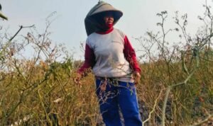 Foto : Rukayah menunjukkan lahan tanaman cabai miliknya mengering imbas musim kemarau. (Sumber. Mitrapost.com/ Ilham) Foto : Rukayah menunjukkan lahan tanaman cabai miliknya mengering imbas musim kemarau. (Sumber. Mitrapost.com/ Ilham)