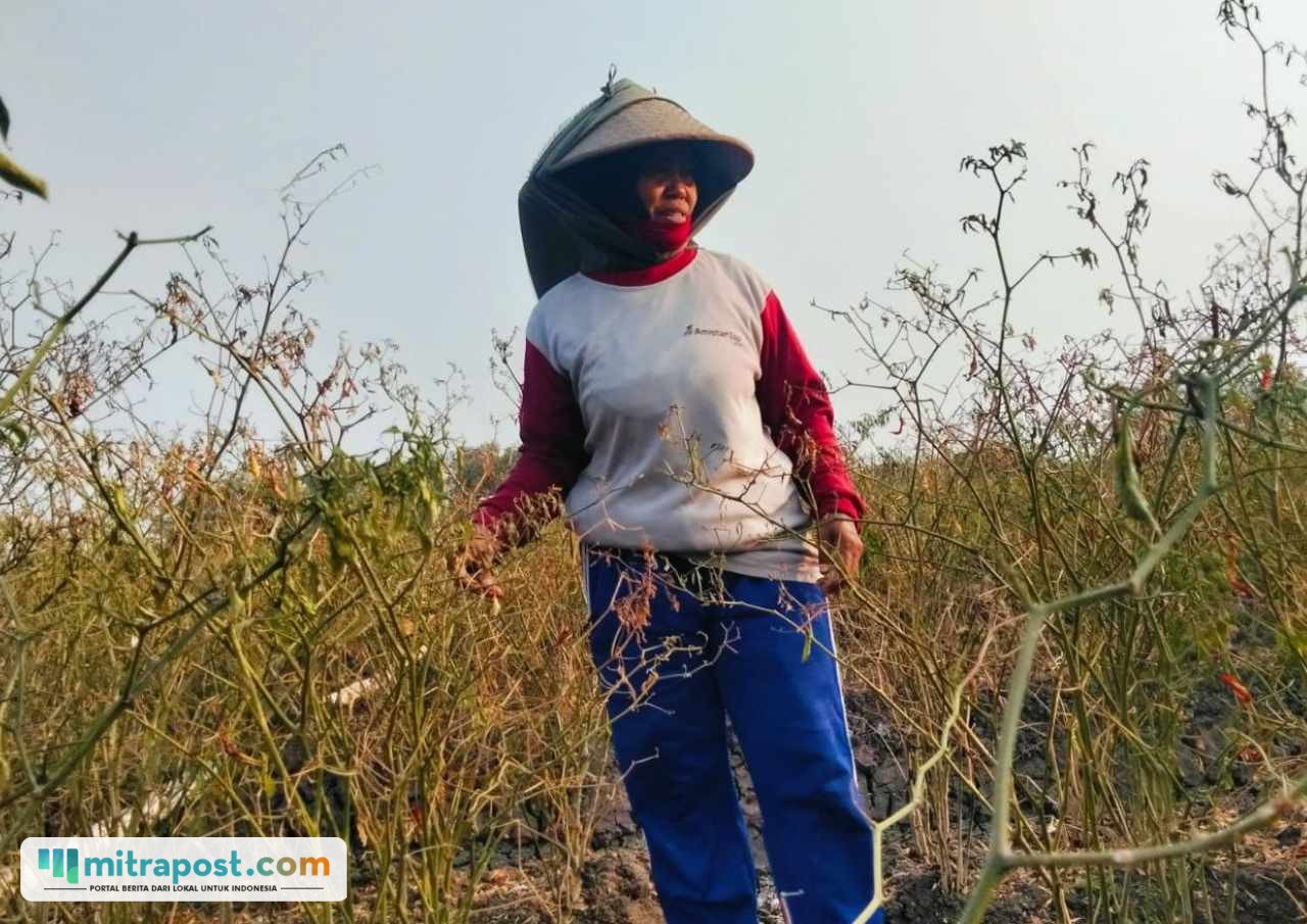 Foto : Rukayah menunjukkan lahan tanaman cabai miliknya mengering imbas musim kemarau. (Sumber. Mitrapost.com/ Ilham) Foto : Rukayah menunjukkan lahan tanaman cabai miliknya mengering imbas musim kemarau. (Sumber. Mitrapost.com/ Ilham)