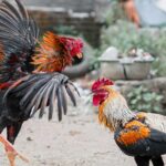 Ilustrasi sabung ayam/unsplash