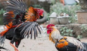 Ilustrasi sabung ayam/unsplash