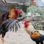 Ilustrasi sabung ayam/unsplash