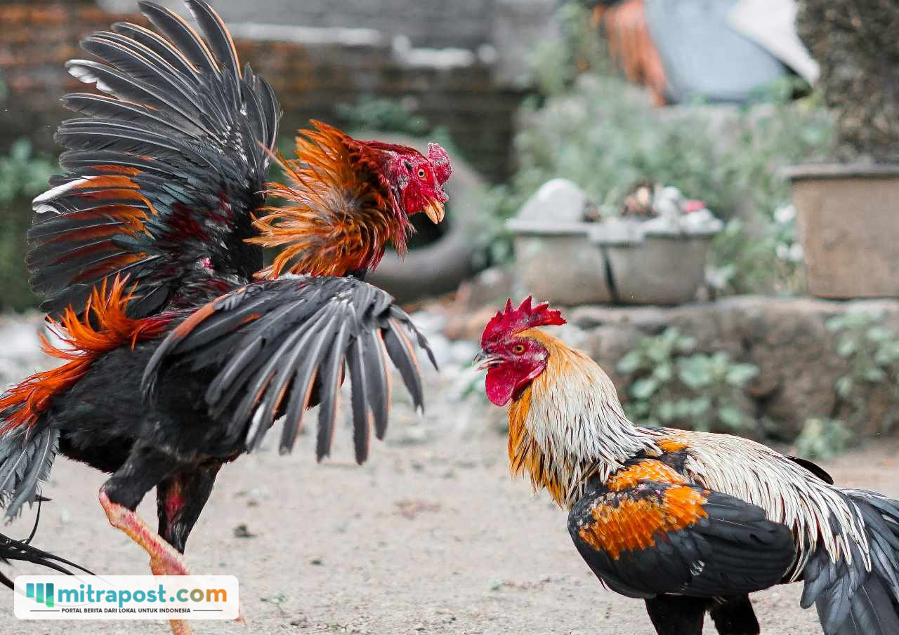 Ilustrasi sabung ayam/unsplash