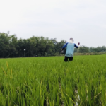 Foto : Petani di Kecamatan Jakenan melakukan pemupukan pada lahan sawahnya. (Sumber. Mitrapost.com/ Ilham)