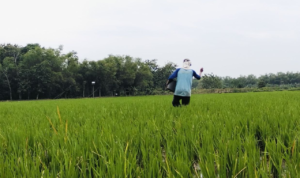 Foto : Petani di Kecamatan Jakenan melakukan pemupukan pada lahan sawahnya. (Sumber. Mitrapost.com/ Ilham)