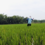Foto : Petani di Kecamatan Jakenan melakukan pemupukan pada lahan sawahnya. (Sumber. Mitrapost.com/ Ilham)
