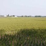 Foto : Lahan pertanian padi di Desa Karangrowo Kecamatan Jakenan yang terdampak kekeringan akibat musim kemarau. (Sumber. Mitrapost.com/ Ilham)