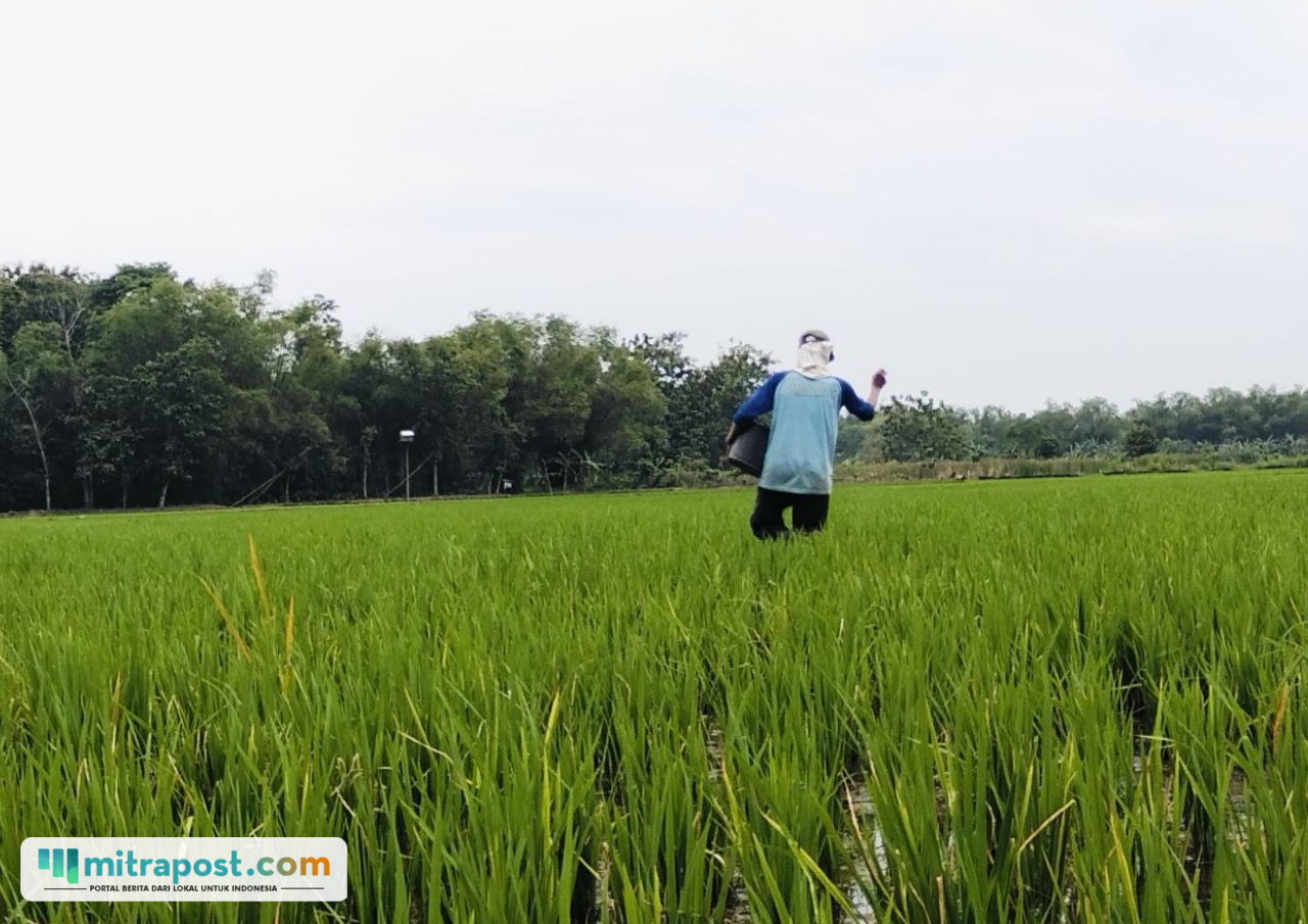 Foto : Petani di Kecamatan Jakenan melakukan pemupukan pada lahan sawahnya. (Sumber. Mitrapost.com/ Ilham)