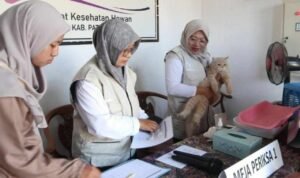 Foto : Pemberian vaksin terhadap hewan kucing di UPTD Puskeswan Pati, belum lama ini. (Dok. Dispertan Pati Bidang Peternakan)
